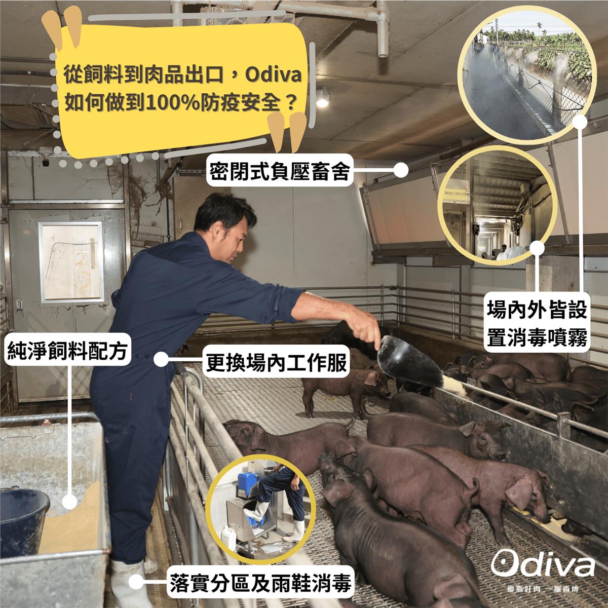 Odiva 平埔黑豬,非洲豬瘟疫情下，安全豬肉推薦 《平埔黑豬 Odiva》
